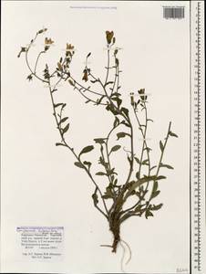 Campanula sibirica subsp. hohenackeri (Fisch. & C.A.Mey.) Damboldt, Caucasus, Stavropol Krai, Karachay-Cherkessia & Kabardino-Balkaria (K1b) (Russia)