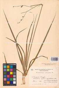 Anthericum ramosum L., Eastern Europe, Moldova (E13a) (Moldova)