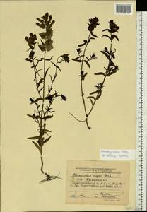 Rhinanthus serotinus var. vernalis (N. W. Zinger) Janch., Eastern Europe, Belarus (E3a) (Belarus)