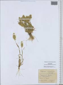 Polypogon monspeliensis (L.) Desf., Middle Asia, Karakum (M6) (Turkmenistan)