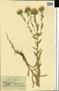 Carlina vulgaris L., Eastern Europe, Middle Volga region (E8) (Russia)
