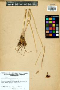 Allium ramosum L., Siberia, Baikal & Transbaikal region (S4) (Russia)