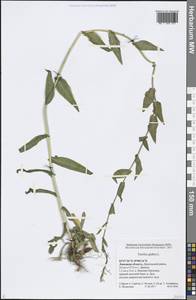 Turritis glabra L., Eastern Europe, Central forest-and-steppe region (E6) (Russia)