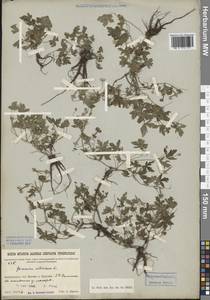 Geranium sibiricum L., Siberia, Baikal & Transbaikal region (S4) (Russia)