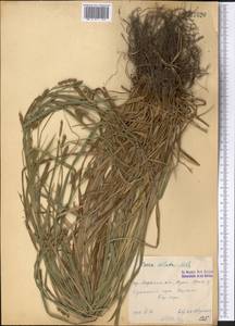 Carex diluta M.Bieb., Middle Asia, Western Tian Shan & Karatau (M3) (Kazakhstan)