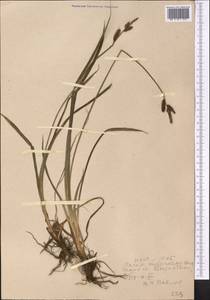 Carex orbicularis Boott, Middle Asia, Western Tian Shan & Karatau (M3) (Uzbekistan)