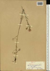 Centaurea, Eastern Europe, South Ukrainian region (E12) (Ukraine)
