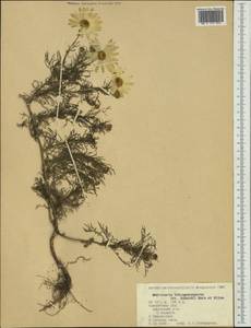 Tripleurospermum tetragonospermum (F. Schmidt) Pobed., Siberia, Chukotka & Kamchatka (S7) (Russia)