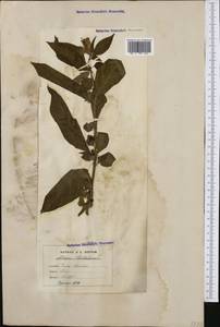 Atropa belladonna L., Western Europe (EUR) (France)