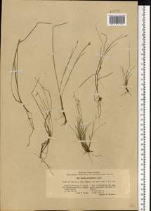 Carex pauciflora Lightf., Eastern Europe, North-Western region (E2) (Russia)