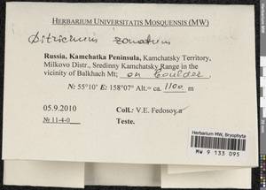 Ditrichum zonatum (Brid.) Braithw., Bryophytes, Bryophytes - Chukotka & Kamchatka (B21) (Russia)