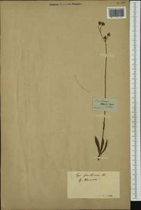 Pilosella piloselloides subsp. praealta (Gochnat) S. Bräut. & Greuter, Western Europe (EUR)