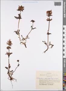 Pedicularis anthemifolia, Eastern Europe, Eastern region (E10) (Russia)