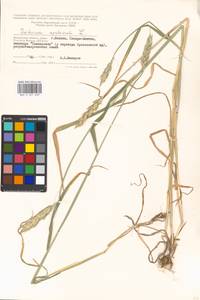 Triticum aestivum L., Eastern Europe, Moscow region (E4a) (Russia)