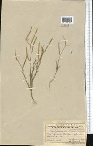 Diptychocarpus strictus (Fisch. ex M.Bieb.) Trautv., Middle Asia, Syr-Darian deserts & Kyzylkum (M7) (Uzbekistan)
