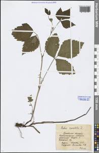 Rubus saxatilis L., Eastern Europe, Moscow region (E4a) (Russia)