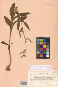 Erechtites hieraciifolia (L.) Raf. ex DC., Eastern Europe, West Ukrainian region (E13) (Ukraine)