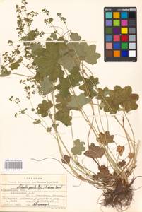 Alchemilla micans Buser, Eastern Europe, Moscow region (E4a) (Russia)