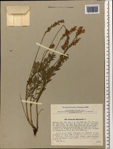 Onobrychis biebersteinii Širj., Caucasus, Abkhazia (K4a) (Abkhazia)