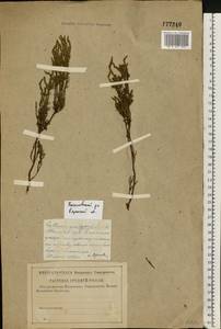 Calluna vulgaris (L.) Hull, Eastern Europe, Central region (E4) (Russia)