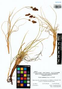 Carex sabulosa Turcz. ex Kunth, Siberia, Baikal & Transbaikal region (S4) (Russia)