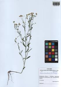 Erigeron canadensis L., Siberia, Altai & Sayany Mountains (S2) (Russia)