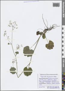 Pimpinella tripartita Kalen., Caucasus, Black Sea Shore (from Novorossiysk to Adler) (K3) (Russia)