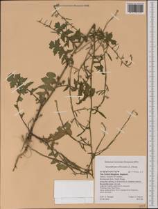 Sisymbrium officinale (L.) Scop., Western Europe (EUR) (United Kingdom)