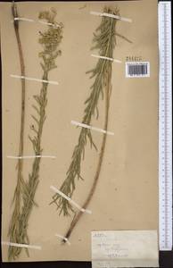 Euphorbia virgata Waldst. & Kit., Middle Asia, Western Tian Shan & Karatau (M3) (Kazakhstan)