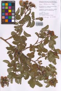 Rosa balsamica Besser, Eastern Europe, Lower Volga region (E9) (Russia)