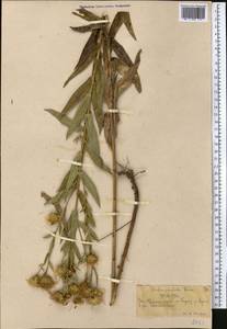 Pentanema asperum (Poir.) G. V. Boiko & Korniy., Middle Asia, Western Tian Shan & Karatau (M3) (Kazakhstan)