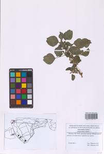 Amaranthus blitum L., Eastern Europe, Moscow region (E4a) (Russia)