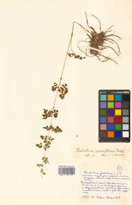 Thalictrum sparsiflorum Turcz. ex Fisch. & C. A. Mey., Siberia, Russian Far East (S6) (Russia)