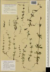 Galium aparine L., Crimea (KRYM) (Russia)