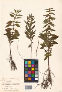 MHA 0 157 773, Lycopus europaeus L., Eastern Europe, Estonia (E2c) (Estonia)