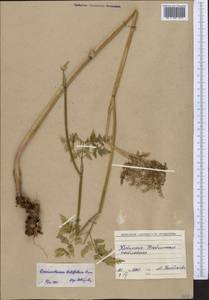 Conioselinum tataricum Hoffm., Middle Asia, Western Tian Shan & Karatau (M3) (Kyrgyzstan)