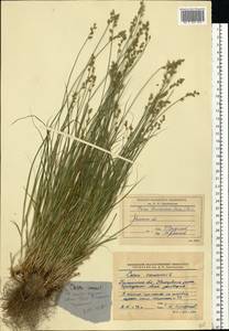 Carex brunnescens (Pers.) Poir., Eastern Europe, North-Western region (E2) (Russia)