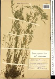 Bromus japonicus Houtt., Caucasus, Dagestan (K2) (Russia)