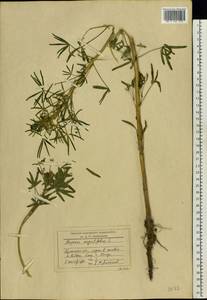 Lupinus angustifolius L., Eastern Europe, Western region (E3) (Russia)