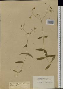Cerastium pauciflorum Steven ex Ser., Siberia, Western Siberia (S1) (Russia)