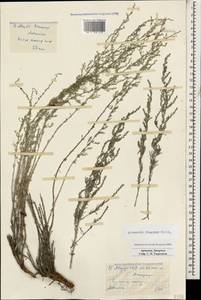 Artemisia lercheana Weber ex Stechm., Caucasus, Armenia (K5) (Armenia)