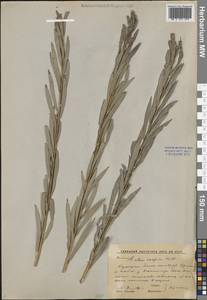 Salix caspica Pall., Middle Asia, Caspian Ustyurt & Northern Aralia (M8) (Kazakhstan)