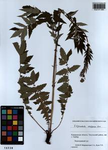 Filipendula ulmaria subsp. picbaueri (Podp.) Smejkal, Siberia, Altai & Sayany Mountains (S2) (Russia)