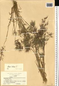 Bromus tectorum L., Eastern Europe, Central region (E4) (Russia)