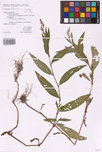 Persicaria maculosa Gray, Eastern Europe, Central region (E4) (Russia)