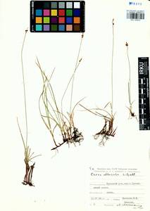 Carex obtusata Lilj., Siberia, Altai & Sayany Mountains (S2) (Russia)