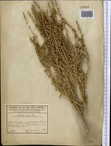 Nitrosalsola orientalis (S. G. Gmel.) Theodorova, Middle Asia, Syr-Darian deserts & Kyzylkum (M7) (Kazakhstan)