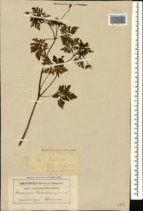 Geranium robertianum L., Caucasus, Abkhazia (K4a) (Abkhazia)