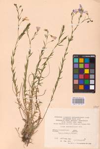 Linum perenne subsp. extraaxillare (Kit.) Nyman, Eastern Europe, West Ukrainian region (E13) (Ukraine)