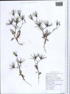 Scandix australis L., Caucasus, Black Sea Shore (from Novorossiysk to Adler) (K3) (Russia)